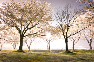 新潟県上越市にあるスポーツ公園の桜の写真