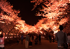新潟県上越市の観桜会サクラロードの写真