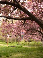 新潟県上越市直江津の居多神社前の桜の写真
