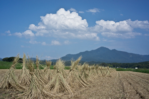 上越写真上越市柿崎区下条のとある田圃から見た藁干しと米山の風景