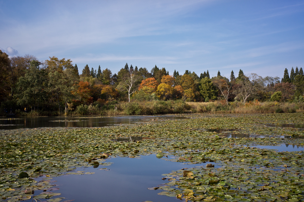 上越写真妙高市妙高高原池の平温泉関川にあるいもり池の紅葉景色