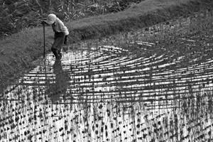 上越写真上越市大島区菖蒲で見させてもらったおばあちゃんの藁束ね作業