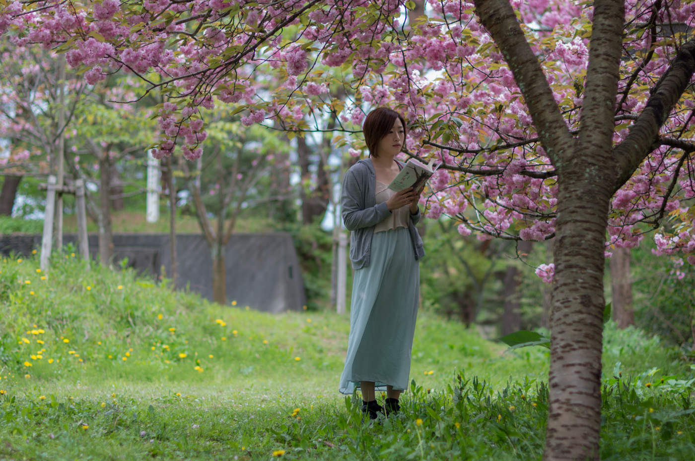 小説「願かけ桜」広城京典 著 上越CMコマーシャル みんなの上越新聞