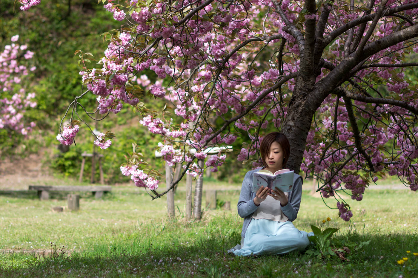 小説「願かけ桜」広城京典 著 上越CMコマーシャル みんなの上越新聞