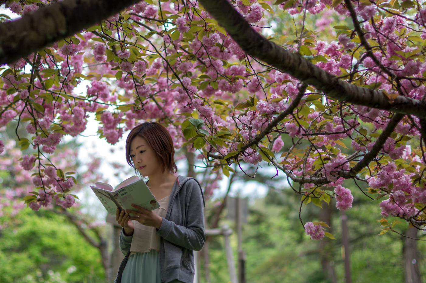 小説「願かけ桜」広城京典 著 上越CMコマーシャル みんなの上越新聞